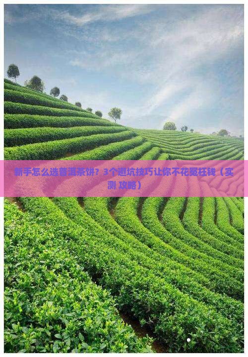 普洱茶饼入门技巧