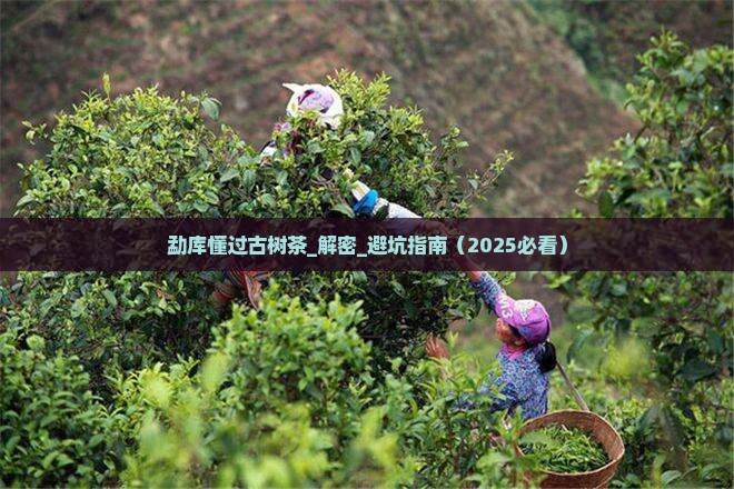 勐库懂过古树茶