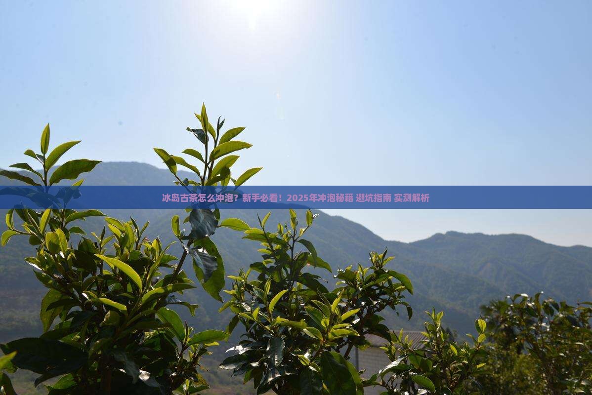 冰岛古茶怎么冲泡