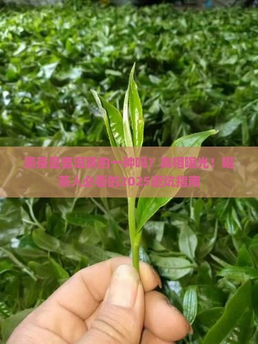 黑茶是普洱茶的一种吗