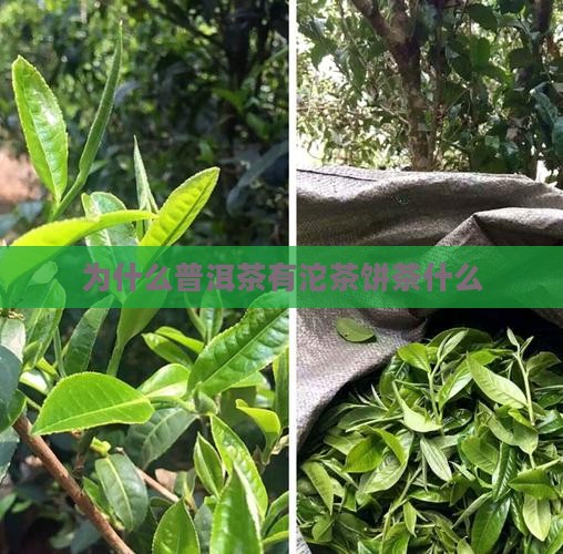 为什么普洱茶茶有沱茶饼茶