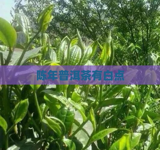 陈年普洱茶有白点