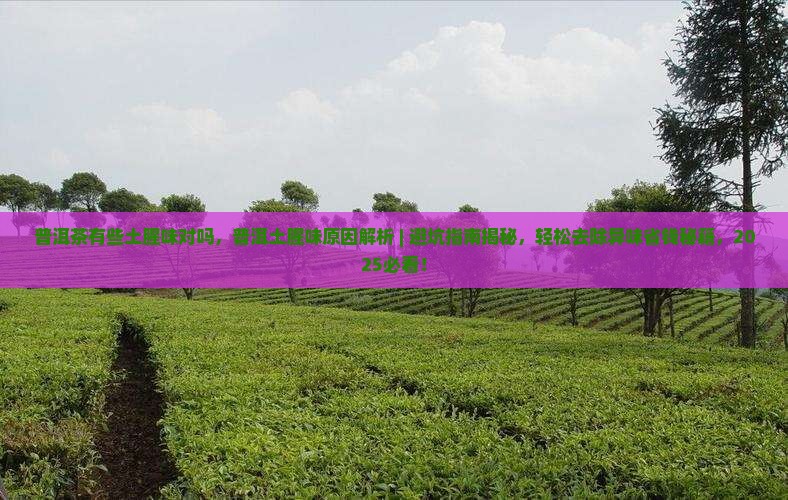 普洱茶有些土腥味对吗