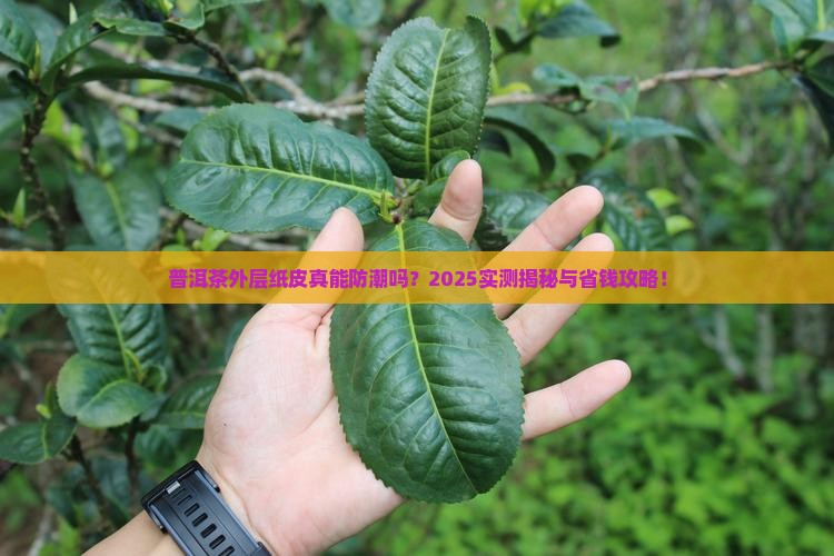 普洱茶外面的纸皮防潮吗