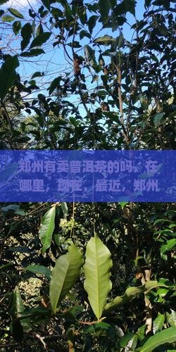 郑州有卖普洱茶的吗