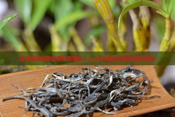 普洱茶道推荐的茶种是哪种