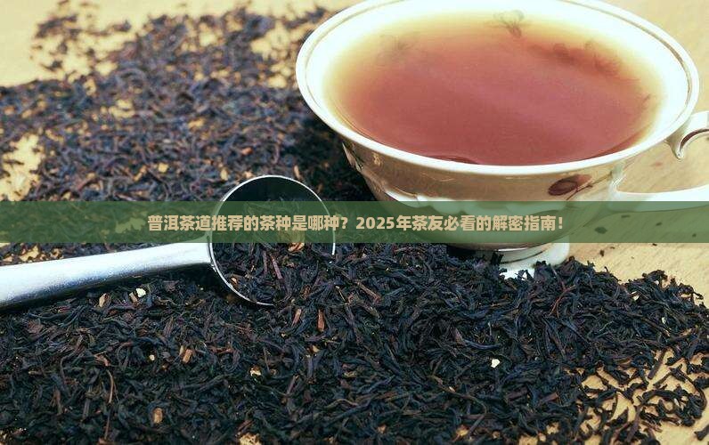 普洱茶道推荐的茶种是哪种