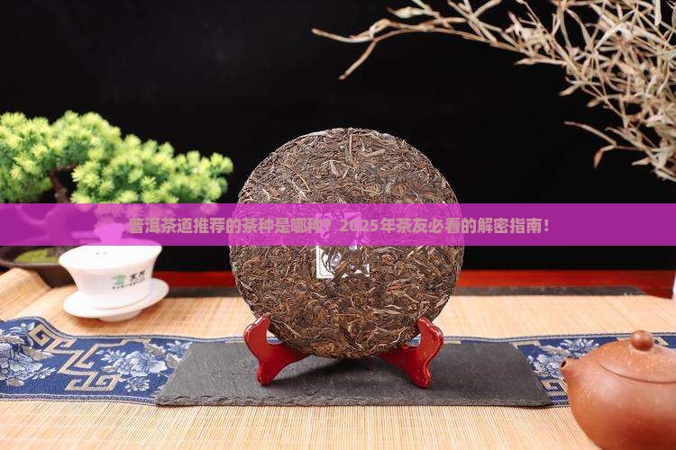 普洱茶道推荐的茶种是哪种