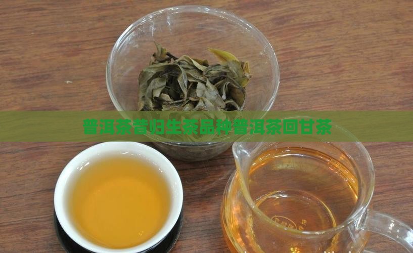 昔归普洱茶生茶回甘茶