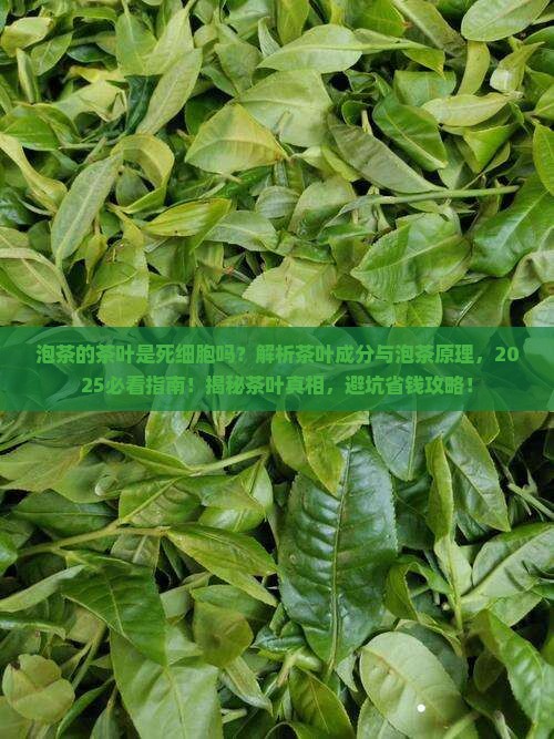 泡茶的茶叶是死细胞哪