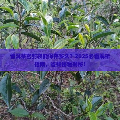普洱茶密封袋能保存多久