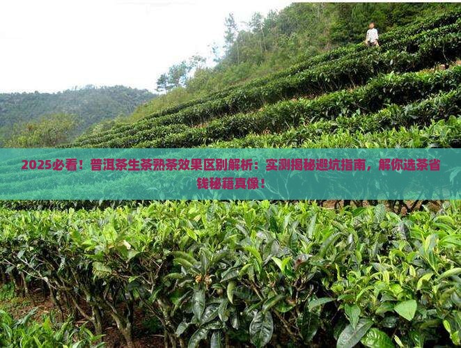普洱茶生茶熟茶效果区别