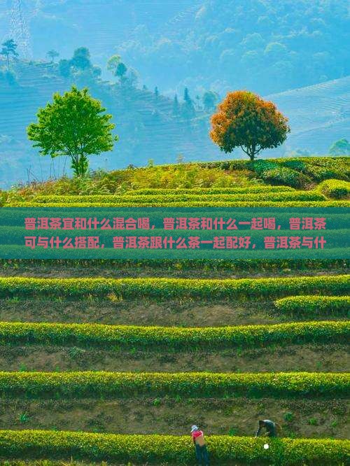 普洱茶宜和什么混合喝
