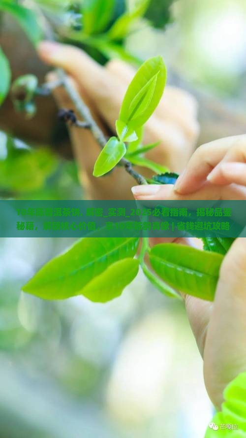 10年陈普洱茶饼