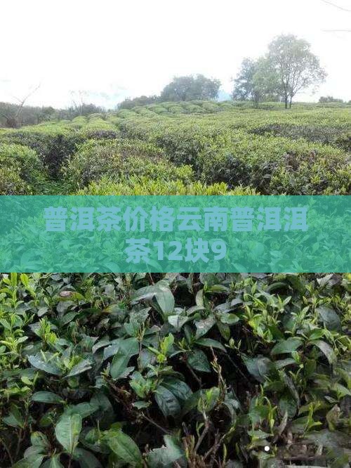 普洱茶12块9