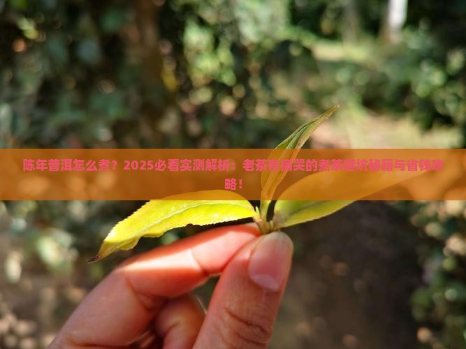 陈年普洱怎么煮