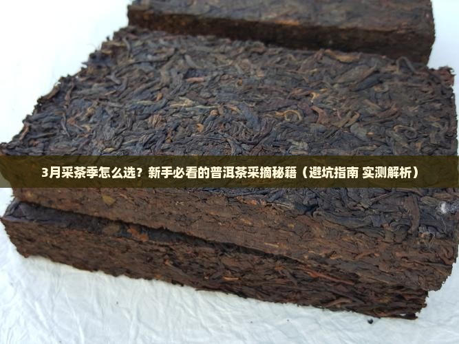 普洱茶什么季节采
