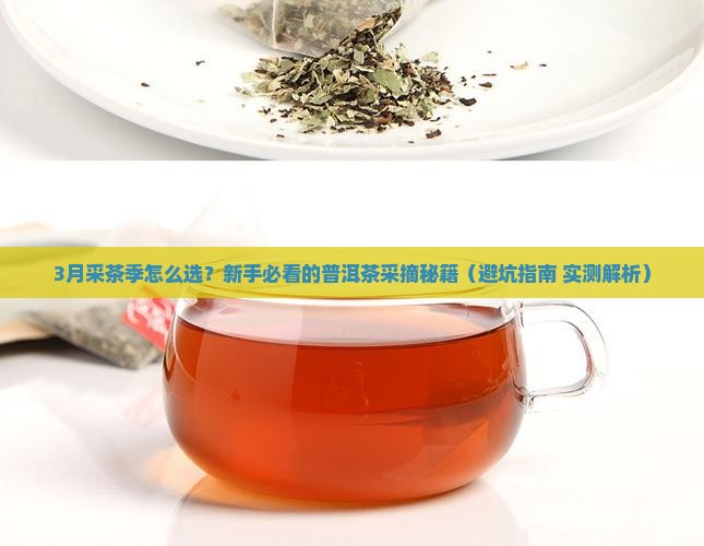 普洱茶什么季节采