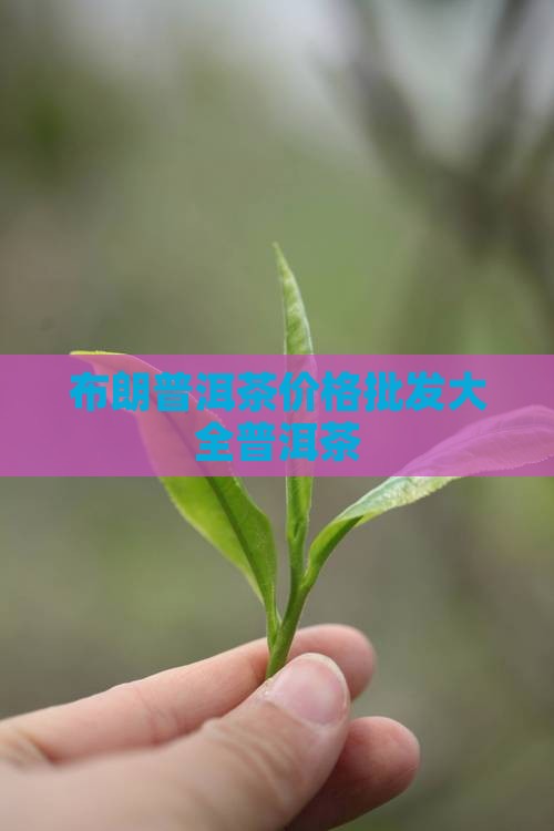 布朗三号普洱茶价钱