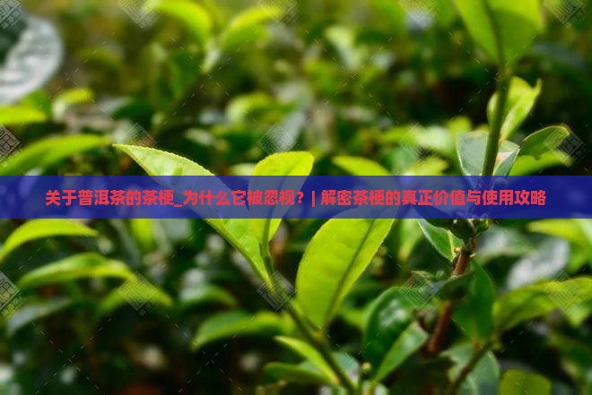 关于普洱茶的茶梗