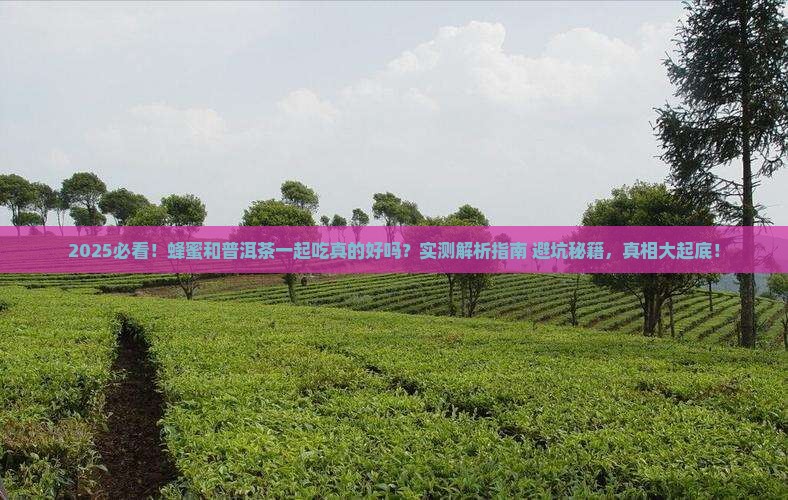 蜂蜜和普洱茶一起吃吗