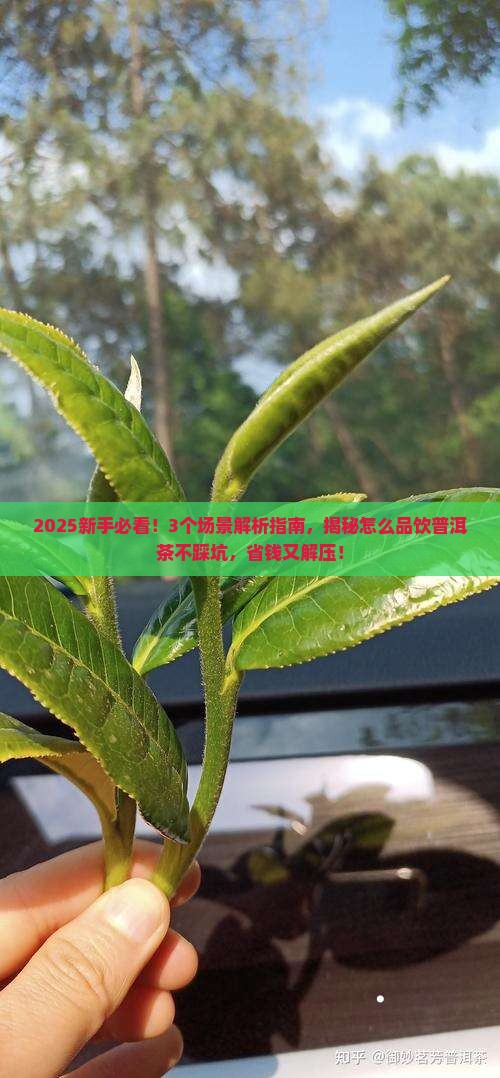 怎么品饮普洱茶呢