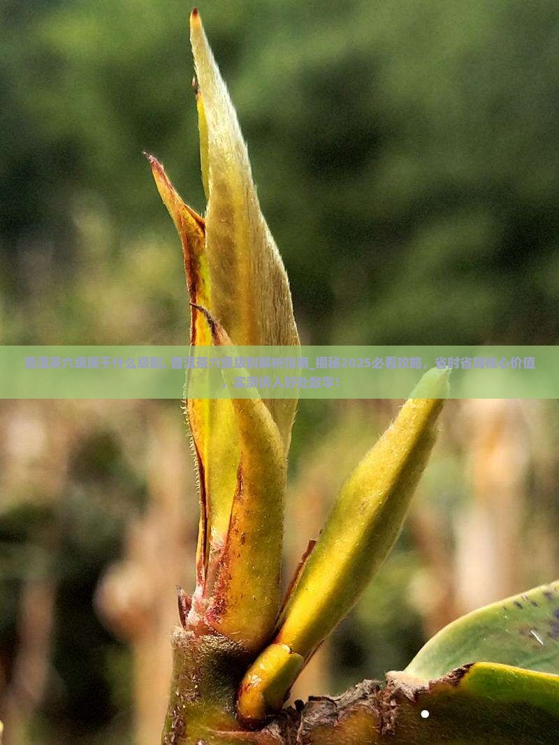 普洱茶六级属于什么级别