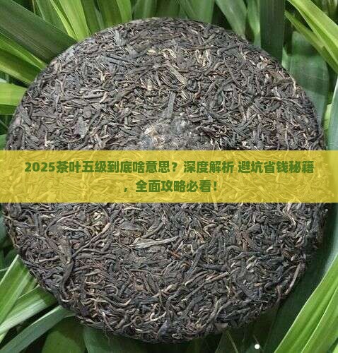 五级茶叶是什么意思