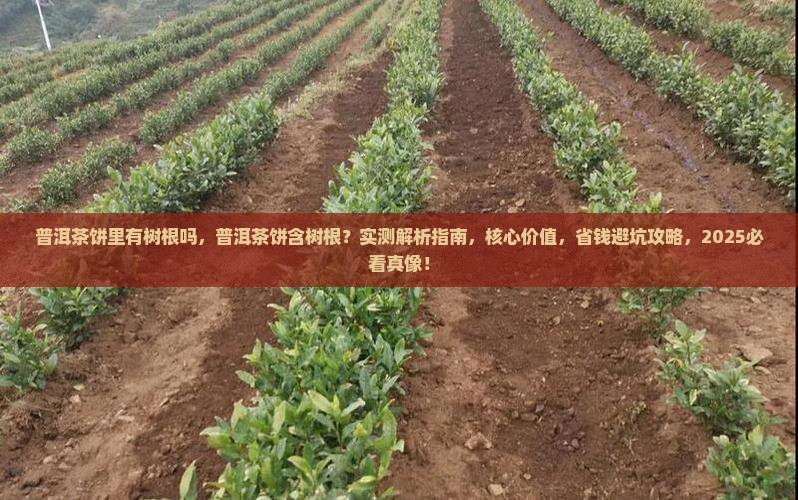 普洱茶饼里有树根吗