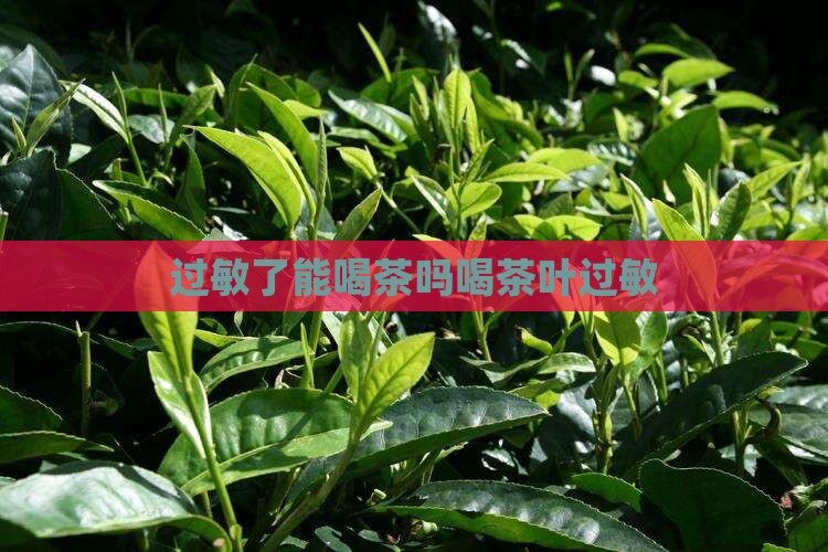 过敏了能喝茶吗喝茶叶过敏