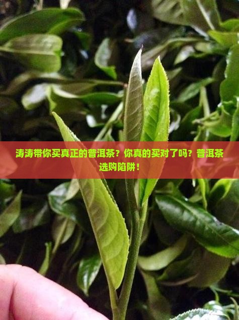 涛涛带你买真正的普洱茶