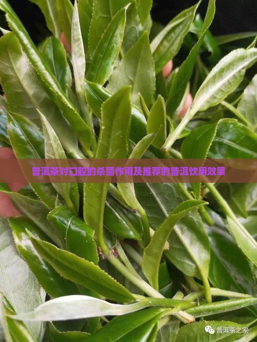 普洱茶的杀菌能力