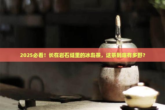 长在岩石缝里的冰岛茶