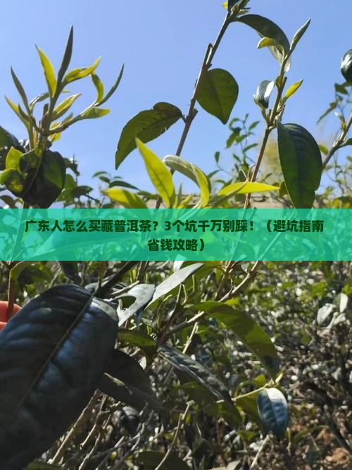 广东这边如何购买藏普洱茶