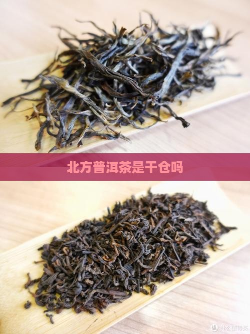 北方普洱茶是干仓吗
