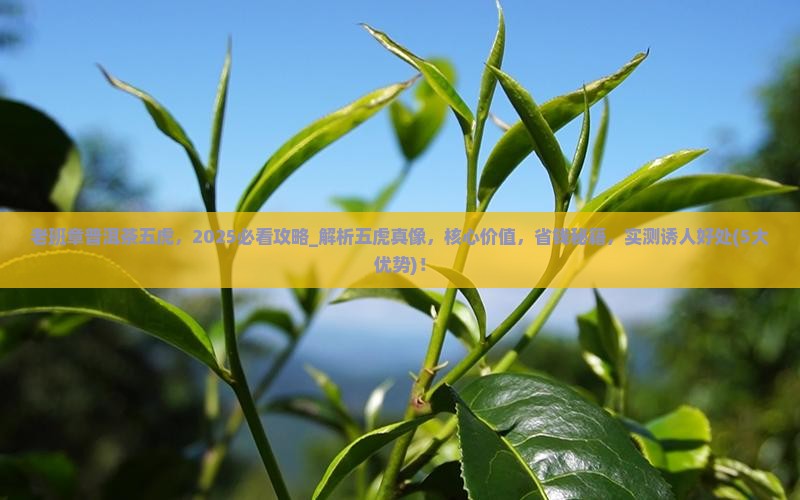 老班章普洱茶五虎