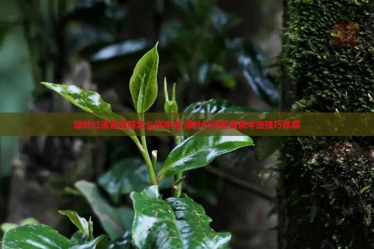 绿叶红汤普洱茶怎么样冲泡