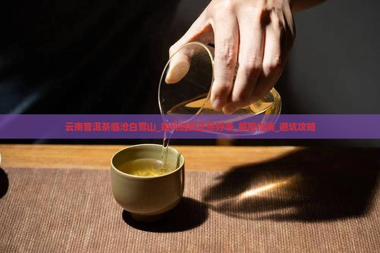 云南普洱茶临沧白莺山