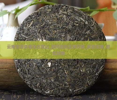 云南普洱茶临沧白莺山