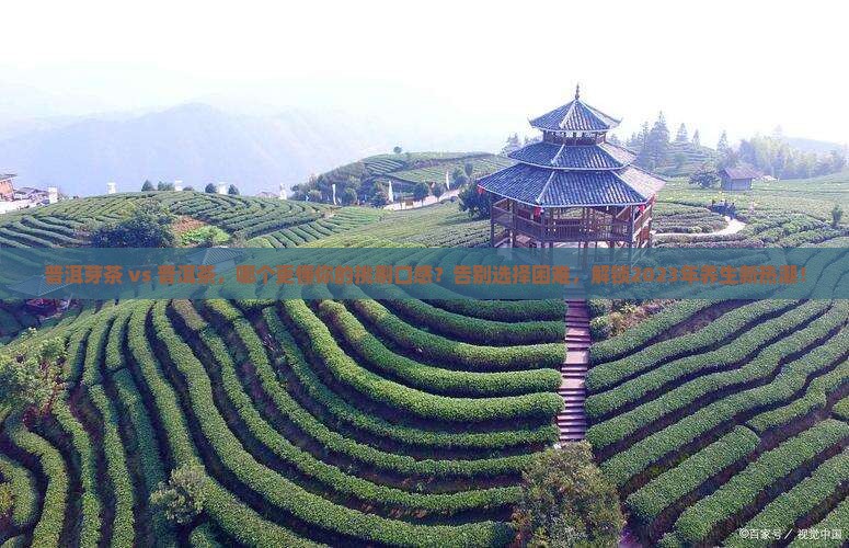 普洱芽茶喝普洱茶哪个好