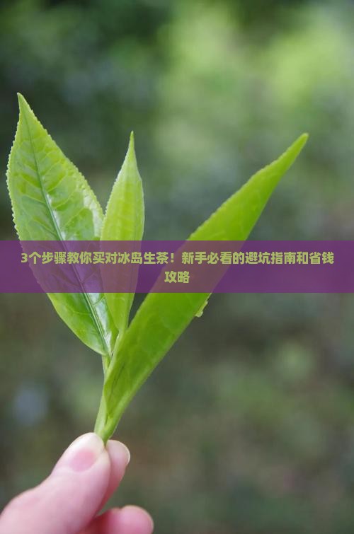 冰岛生茶怎么买