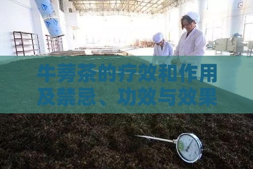 牛蒡茶的疗效和作用