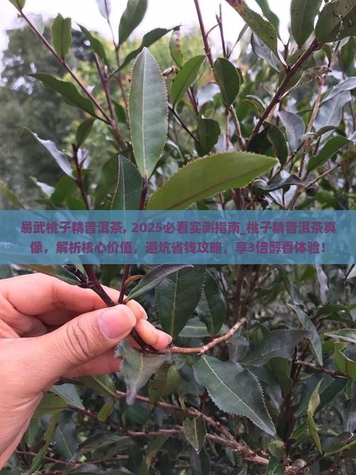 易武桃子精普洱茶