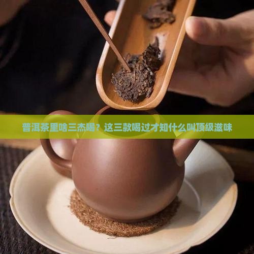 普洱茶里啥三杰最好喝