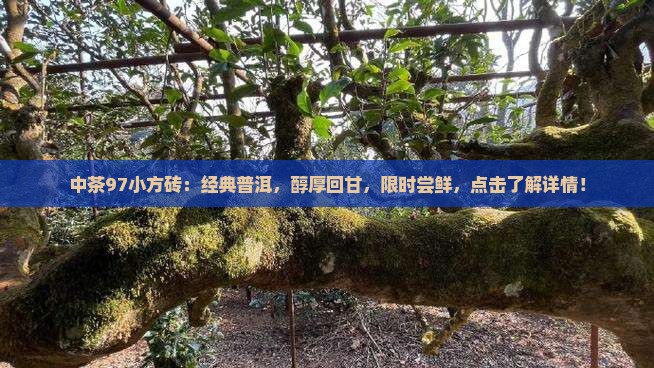 中茶97小方砖