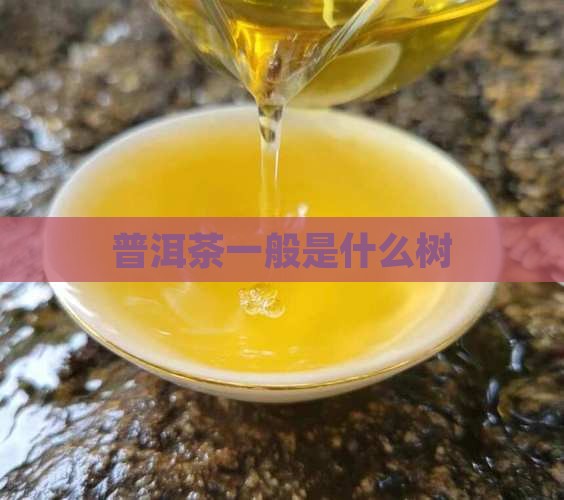 普洱茶一般是什么树