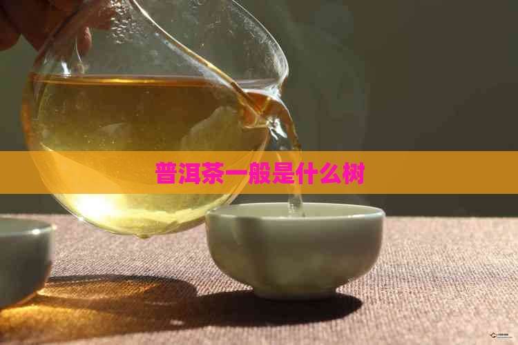 普洱茶一般是什么树