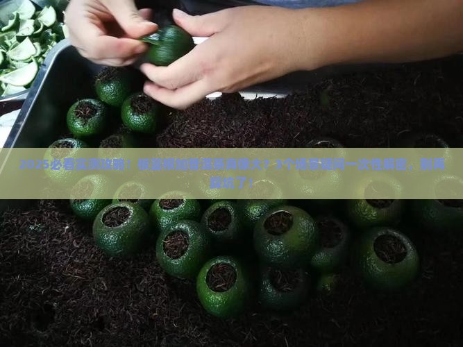板蓝根能加普洱茶吗