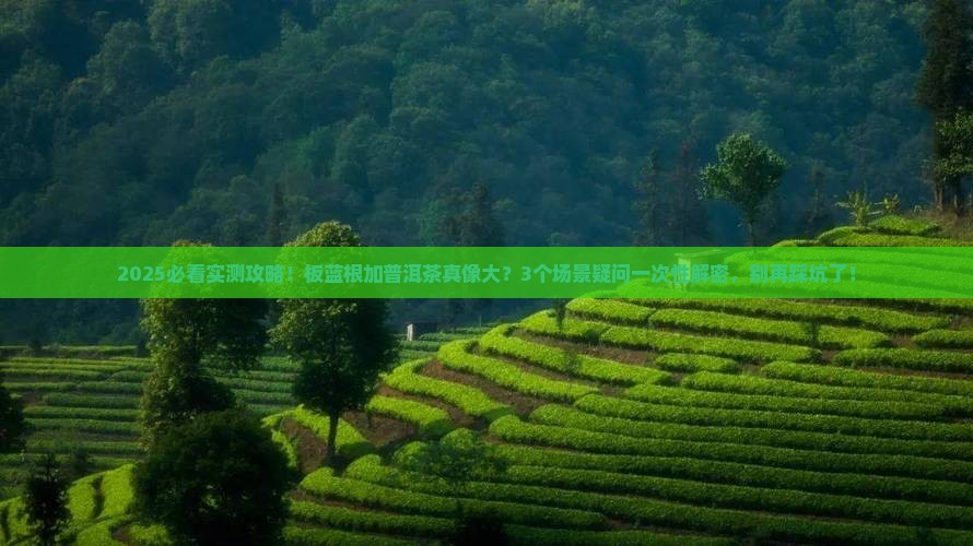 板蓝根能加普洱茶吗