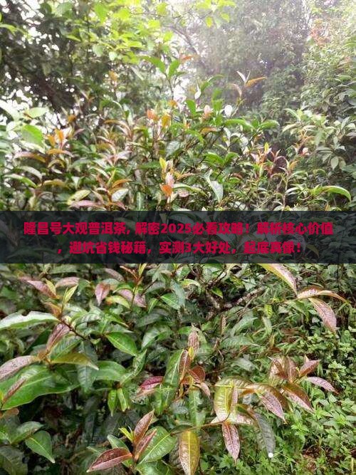 隆昌号大观普洱茶